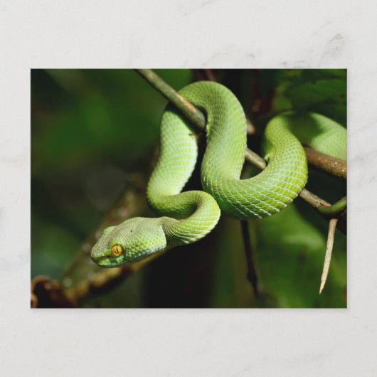 Coiled Green Tree Snake Briefkaart (Voorkant)