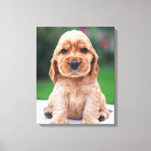 Coker Spaniel Puppy Canvas Afdruk