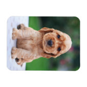 Coker Spaniel Puppy Magneet (Horizontaal)