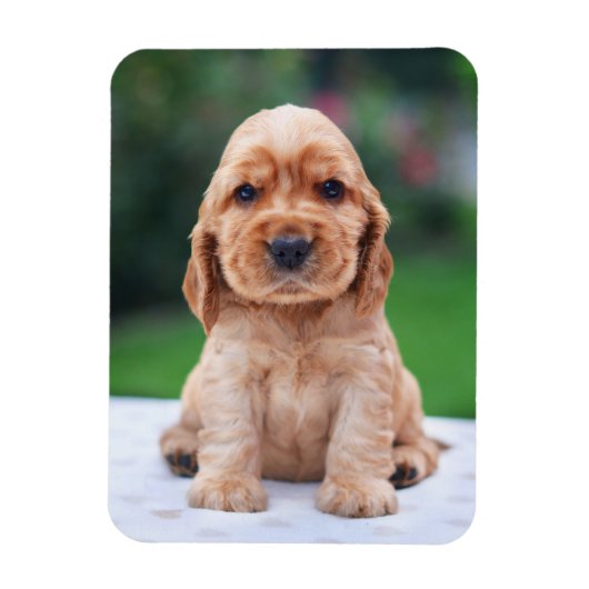 Coker Spaniel Puppy Magneet (Verticaal)