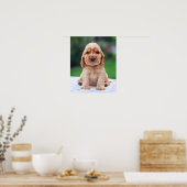 Coker Spaniel Puppy Poster (Keuken)