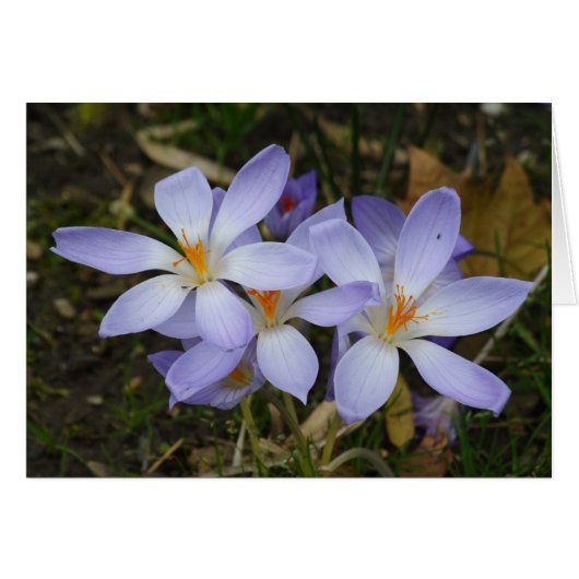 Colchicum herfst (Voorkant Horizontaal)