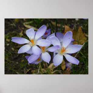 Colchicum herfst poster