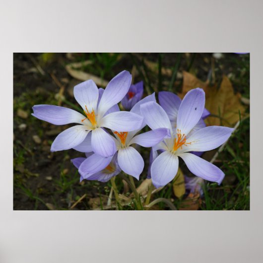 Colchicum herfst poster (Voorkant)