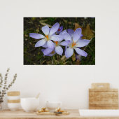 Colchicum herfst poster (Keuken)