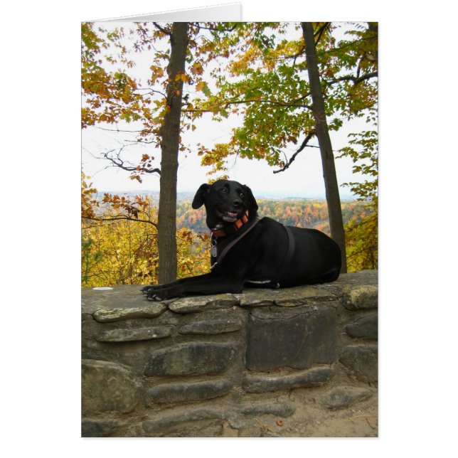 Cole au mur (Devant)