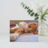 Cole est stupide Carte postale (Debout devant)