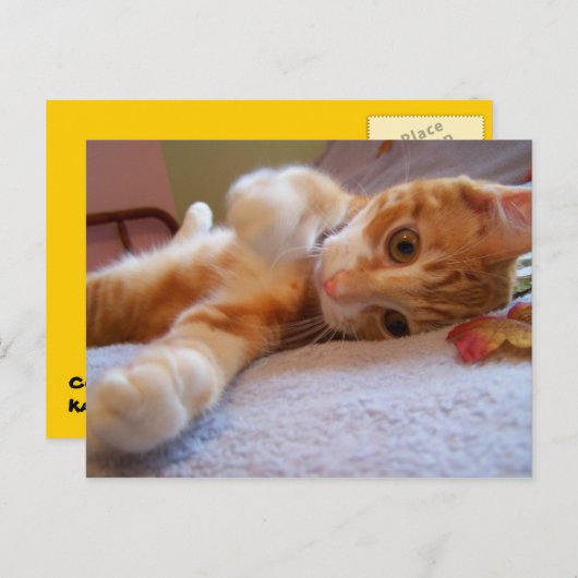 Cole est stupide Carte postale (Devant / Derrière)