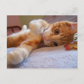 Cole est stupide Carte postale (Devant)