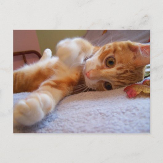 Cole est stupide Carte postale (Devant)