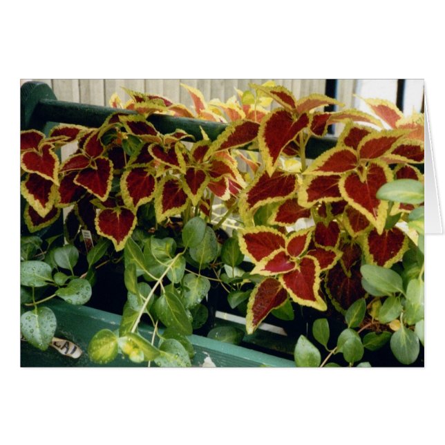 Coleus (Devant horizontal)