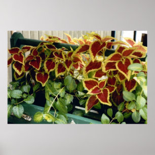 Coleus in Bloei Poster