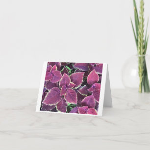 Coleus Kaart