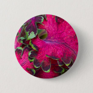 Coleus Macro Ronde Button 5,7 Cm