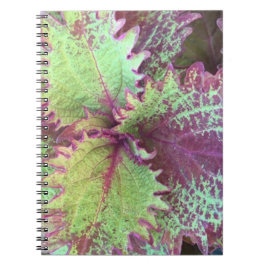 Coleus Notitieboek