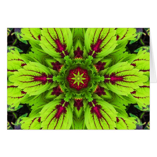 Coleus Plant Mandala (Voorkant Horizontaal)