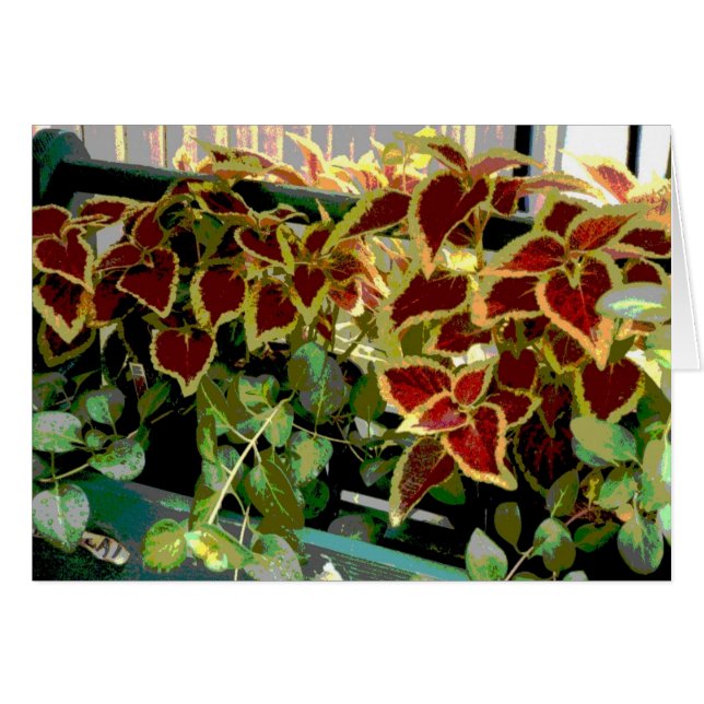 Coleus Plantes (Devant horizontal)