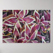 Coleus Poster (Voorkant)