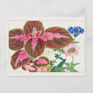Coleus, Verbena door Tanigami Konan Briefkaart