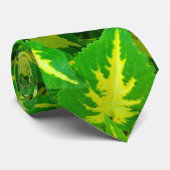 Coleus vert jaune Fleur Cravate tropicale (Roulé)