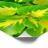 Coleus vert jaune Fleur Parfait Poster (Coin)