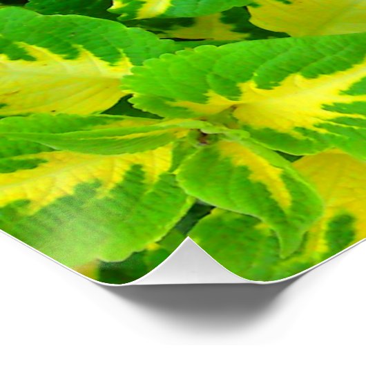 Coleus vert jaune Fleur Parfait Poster (Coin)