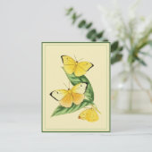Colias Statira Butterfly Briefkaart (Staand voorkant)