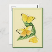 Colias Statira Butterfly Briefkaart (Voorkant / Achterkant)