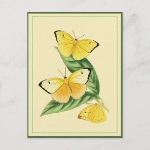 Colias Statira Butterfly Briefkaart