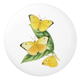 Colias Statira Butterfly Keramische Knop
