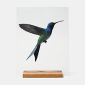 Colibri (Recto)