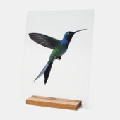 Colibri (Angle)