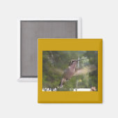 Colibri 1 aimant (Recto/Verso)