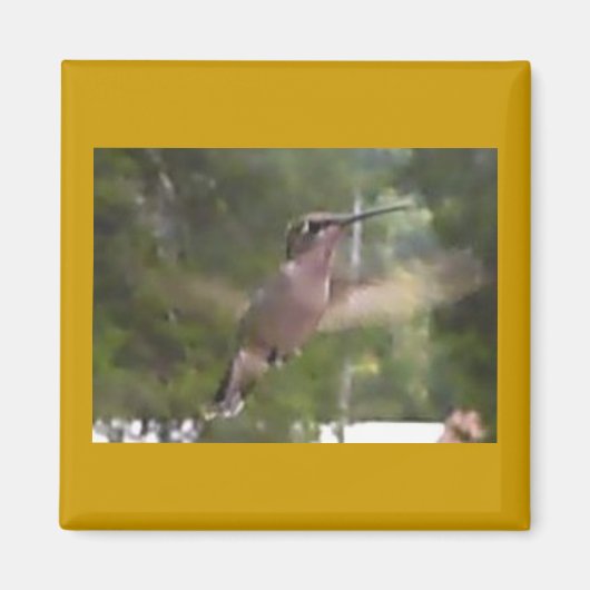 Colibri 1 aimant (Devant)