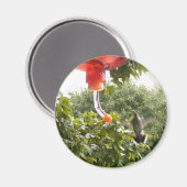 Colibri 2, aimant (Recto/Verso)