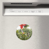 Colibri 2, aimant (In Situ (Lave-vaisselle))