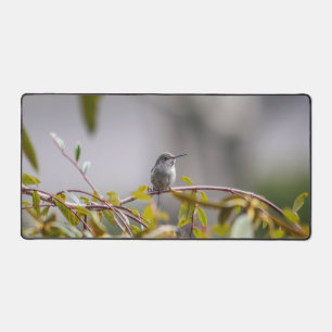 Colibri 3346