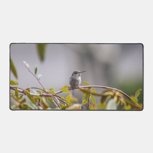 Colibri 3346 (Recto)