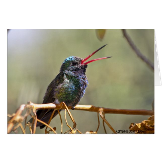 Colibri 468 (Devant Horizontal)