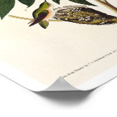 Colibri à col roux par Audubon Poster (Coin)