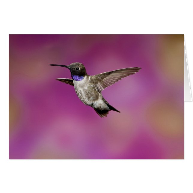 Colibri à gorge noire, Archilochus (Devant horizontal)