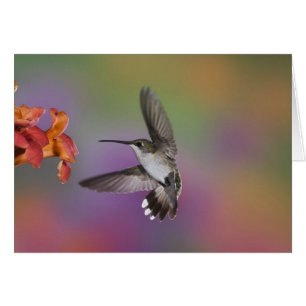 Colibri à gorge rubis femelle en vol