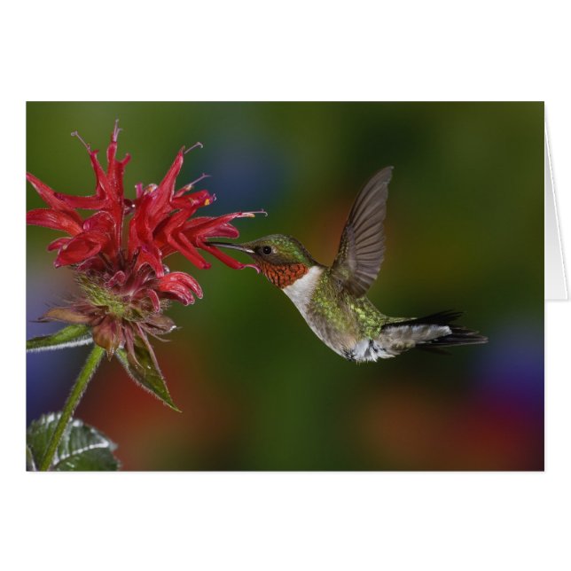 Colibri à gorge rubis mâle (Devant horizontal)