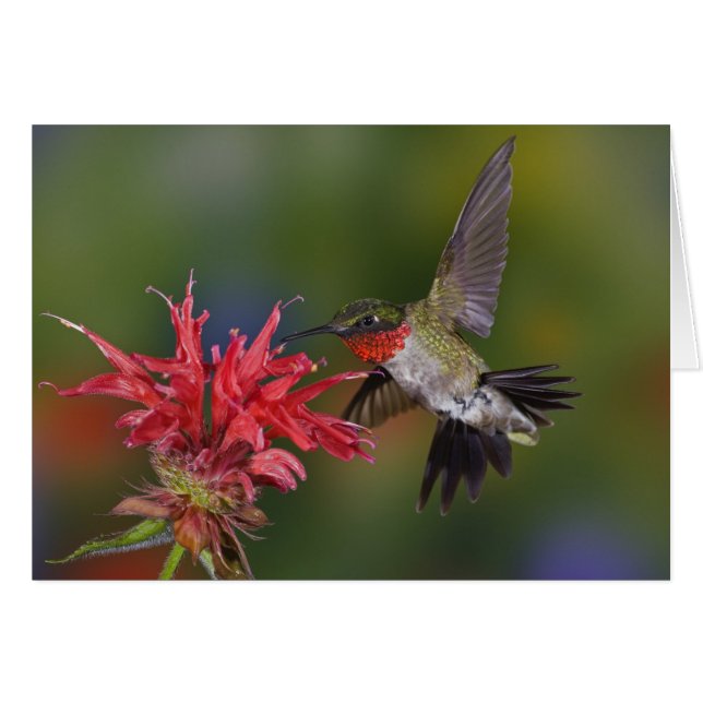 Colibri à gorge rubis mâle (Devant horizontal)