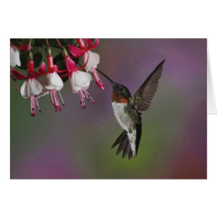 Colibri à gorge rubis mâle, Archilochus