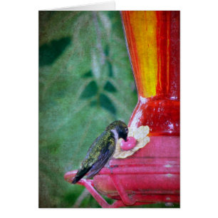 Colibri à la source