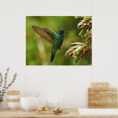 Colibri à oreilles violettes Impression encadrée (Cuisine)