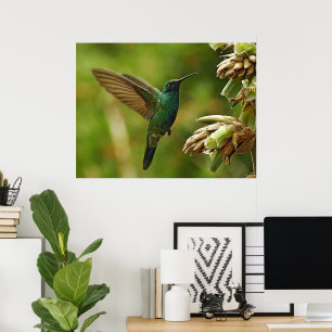 Colibri à oreilles violettes Impression encadrée