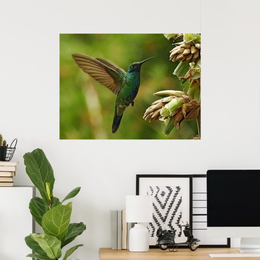Colibri à oreilles violettes Impression encadrée (Bureau à domicile)