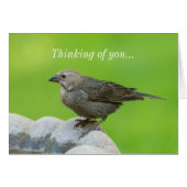 Colibri à tête Brown Penser de vous (Devant Horizontal)